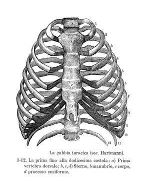 Vintage illustration of anatomy, human rib cage skeletal structure with Italian anatomical descriptions
