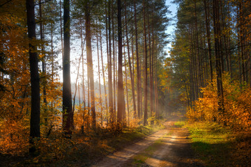 Road through the autumn forest. Masuria, Poland. - obrazy, fototapety, plakaty