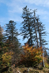 Forêt en automne