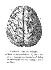 Vintage illustration of anatomy, brain upper view with  anatomical descriptions in italian