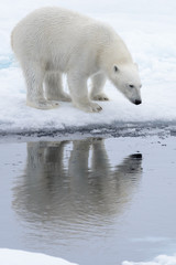 Obraz na płótnie Canvas Wild polar bear looking to his reflection in water on pack ice in Arctic sea