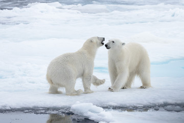 Naklejka na ściany i meble Two young wild polar bears playing on pack ice in Arctic sea, north of Svalbard