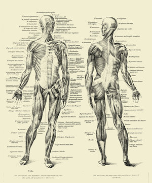 Vintage illustration of anatomy, human complete muscular structure front and back with Italian anatomical descriptions