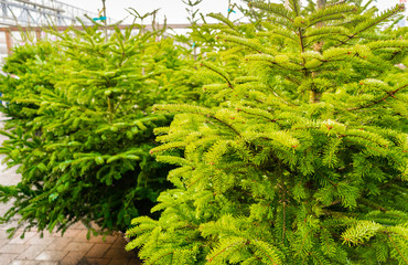 Green fir trees for sale at Christmas tree lot garden store
