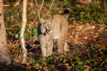Eurasian Lynx, Lynx lynx