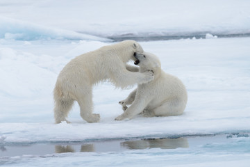 Naklejka na ściany i meble Two young wild polar bears playing on pack ice in Arctic sea, north of Svalbard