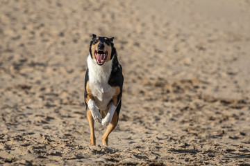 Fototapeta na wymiar dog running
