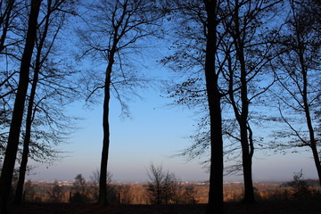 sunset in the forest