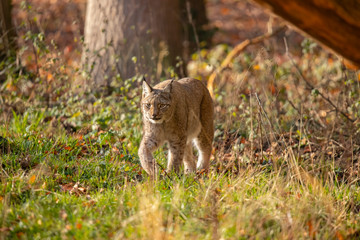 Eurasian Lynx, Lynx lynx