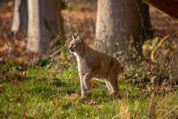 Eurasian Lynx, Lynx lynx
