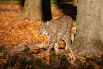 Eurasian Lynx, Lynx lynx
