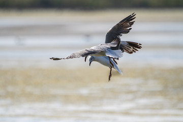 Southern Royal Albatross