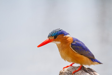 African Pigmy Kingfisher
