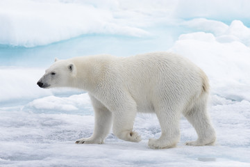 Wild polar bear going in water on pack ice in Arctic sea