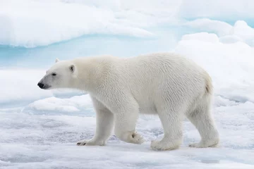 Fototapeten Wilder Eisbär, der auf Packeis im arktischen Meer ins Wasser geht © Alexey Seafarer
