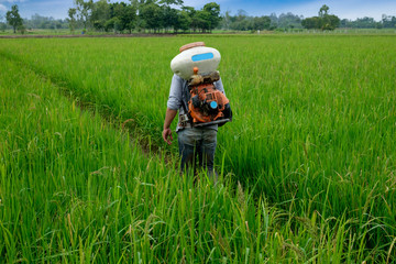 Asian Thai farmer to herbicides or chemical fertilizers Equipment on the fields green rice growing.