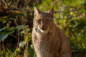 Eurasian Lynx, Lynx lynx