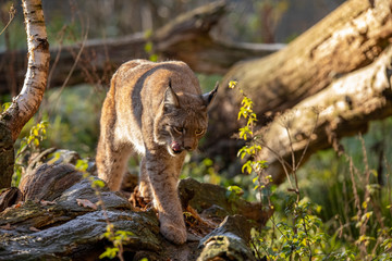 Eurasian Lynx, Lynx lynx
