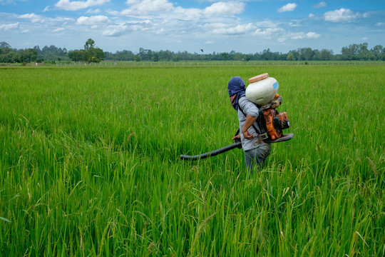 Asian Thai farmer to herbicides or chemical fertilizers Equipment on the fields green rice growing.