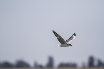 Fototapeta premium Southern Royal Albatross