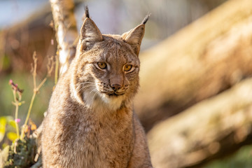 Obraz premium Eurasian Lynx, Lynx lynx