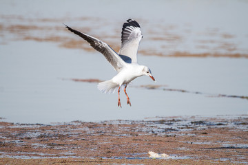 Southern Royal Albatross