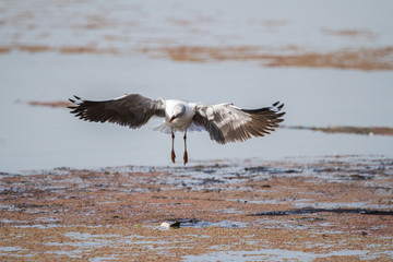 Southern Royal Albatross
