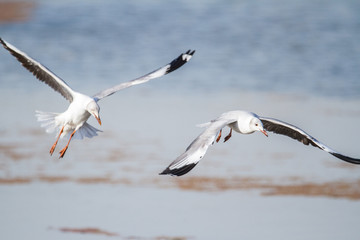 Southern Royal Albatross