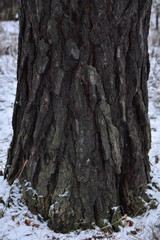 pine trunk