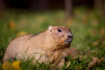 Naklejka na ściany i meble The bobak or steppe marmot in autumn park