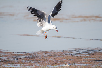 Southern Royal Albatross