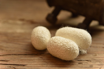 Cocoon   silkworm