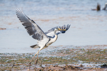Grey Heron