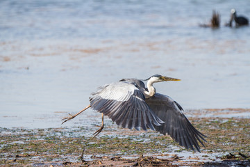 Grey Heron
