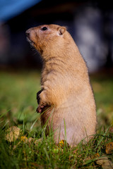 The bobak or steppe marmot in autumn park
