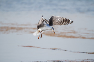 Fototapeta na wymiar Southern Royal Albatross