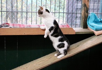 beautiful cat is standing on a wooden board in the garden house and looking out