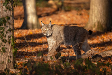 Eurasian Lynx