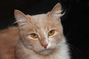 red white cat on a black background