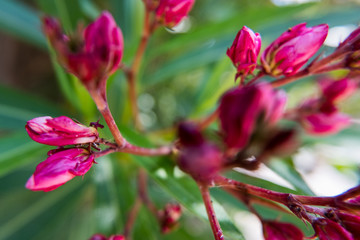 Detail view of red Nerium Oleander buds.