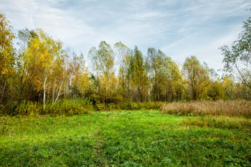 Fototapeta na wymiar A large glade with green grass, yellow leaves and green leaves. Sunny autumn day.