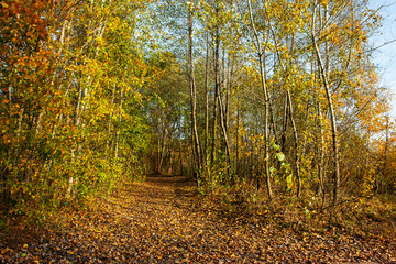 Beautiful autumn trees and bushes in the park. The trail covered with fallen leaves. Autumn landscape.