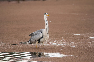 Grey Heron
