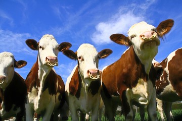 un troupeau de vaches montbéliardes - obrazy, fototapety, plakaty