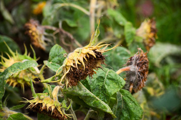 Dry sunflowers in late autumn