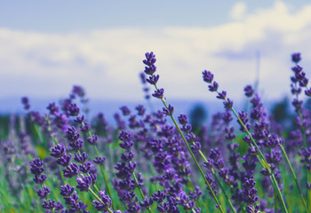 Beautiful violet wild Lavender backdrop meadow close up. French Provence field of purple lavandula herbs blooming.