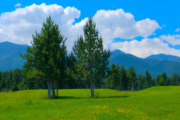 Fototapeta na wymiar Photo depicts a beautiful colorful mountain meadow landscape, clipped lawn, spruce fir trees, summertime. European alpine mountain golf courses, blue sky background.
