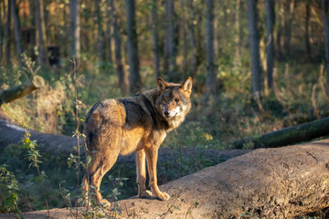 European Wolf, Canis lupus lupus
