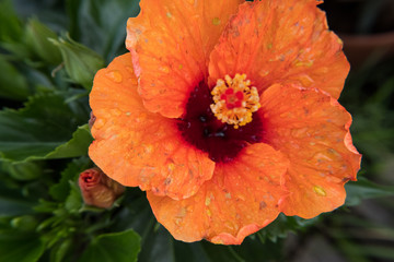 Closeup of orange ibiscus flower with rain water drops.