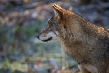 European Wolf, Canis lupus lupus